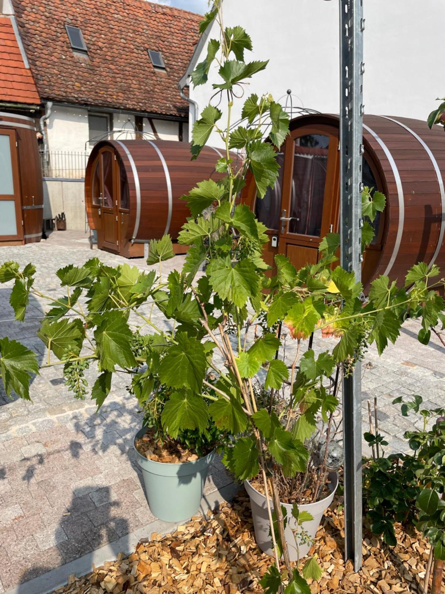Schlafen Im Weinfass Apartment Ipsheim Luaran gambar